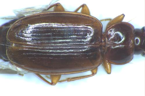 Trechini